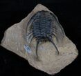 Rare Chlustinia Trilobite - Large Specimen #3759-6